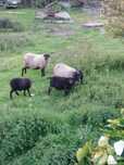 Borrego e borregas romanov