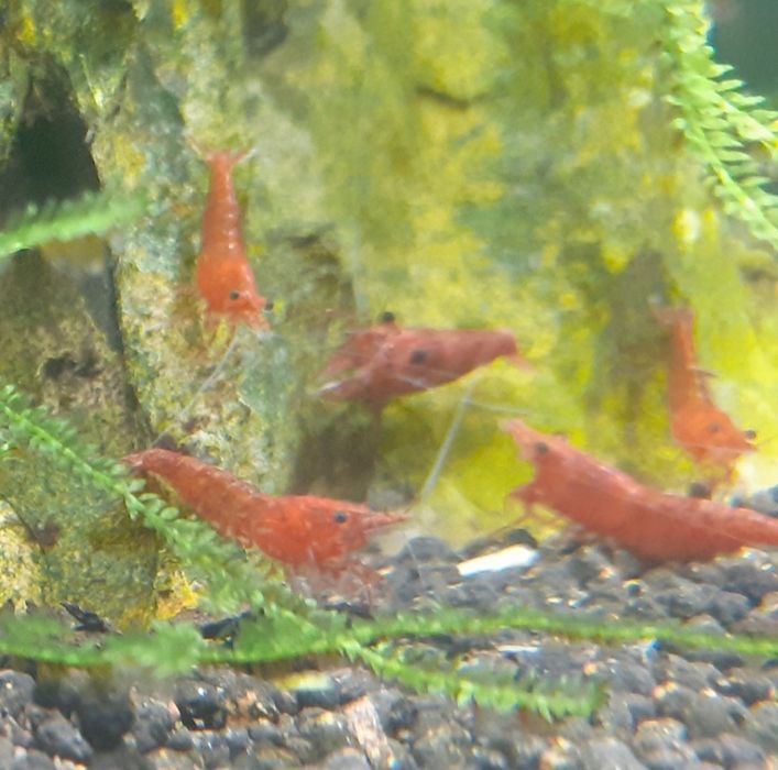 Krewetki Red Cherry 25szt. zestaw ładnie wybarwione