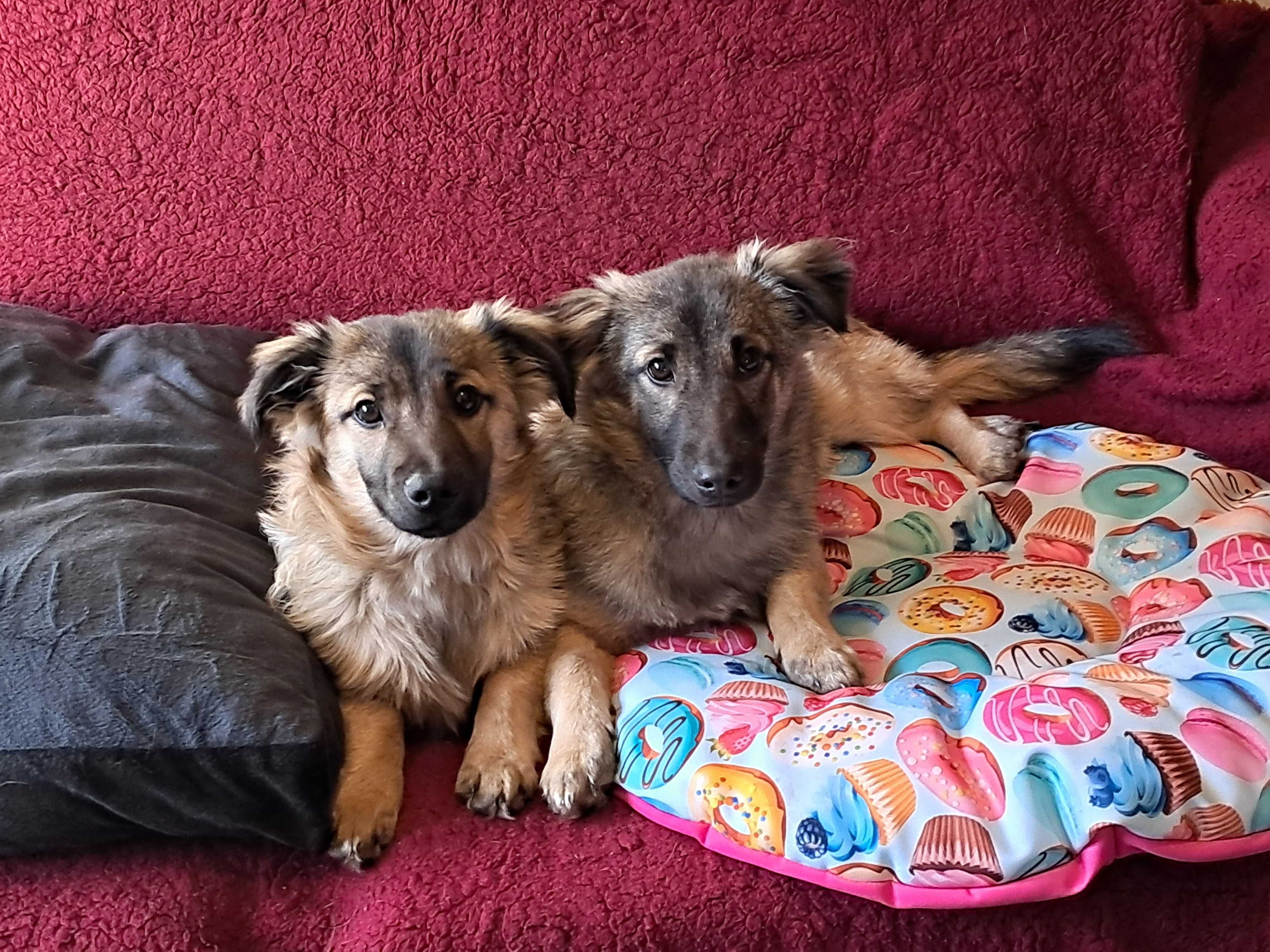 Dwa chłopaki słodziaki do adopcji!