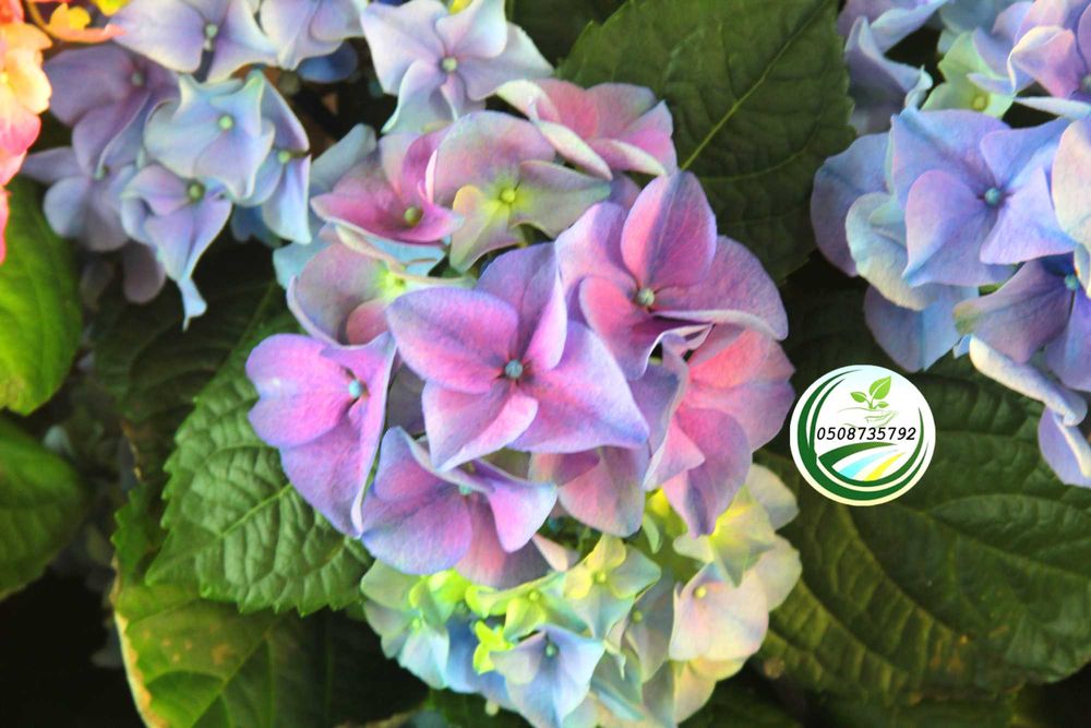 Саджанці гортензії широколиста мінлива Hydrangea Changeable