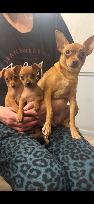 Щенки Той Терьера