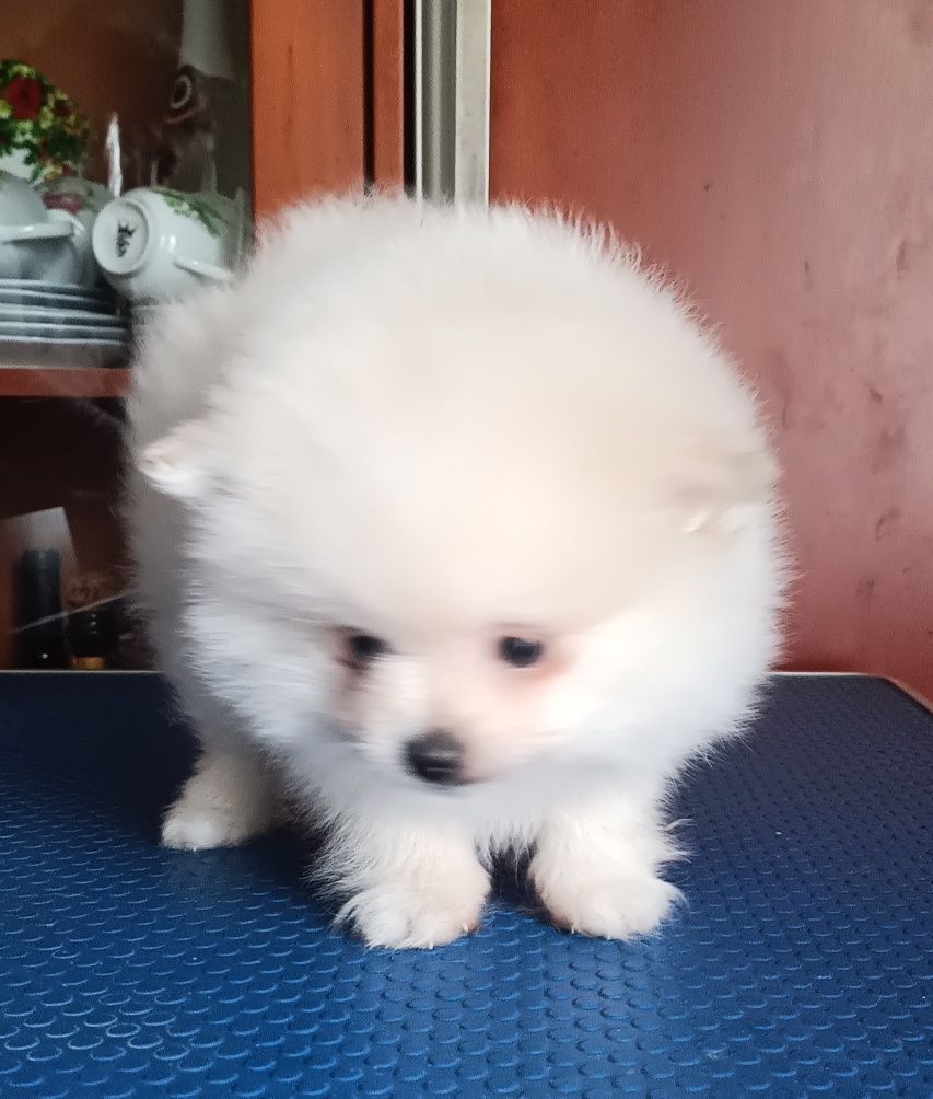 Spitz Alemão anão