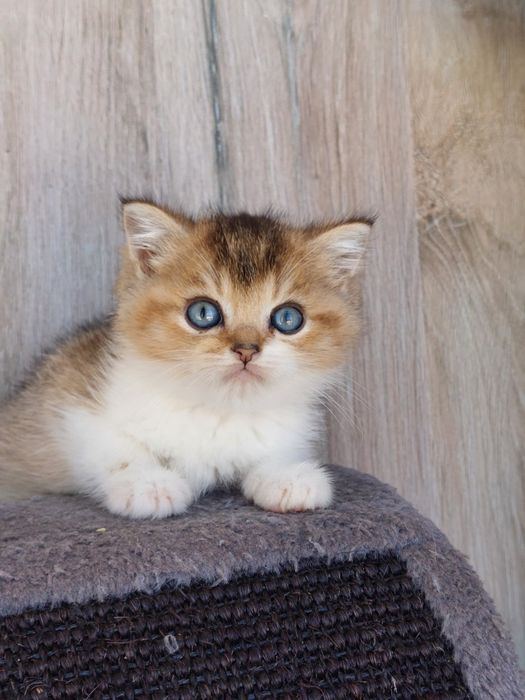 Macho british shorthair