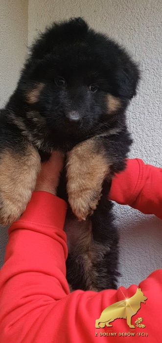 Owczarek niemiecki długowłosy (FCI)