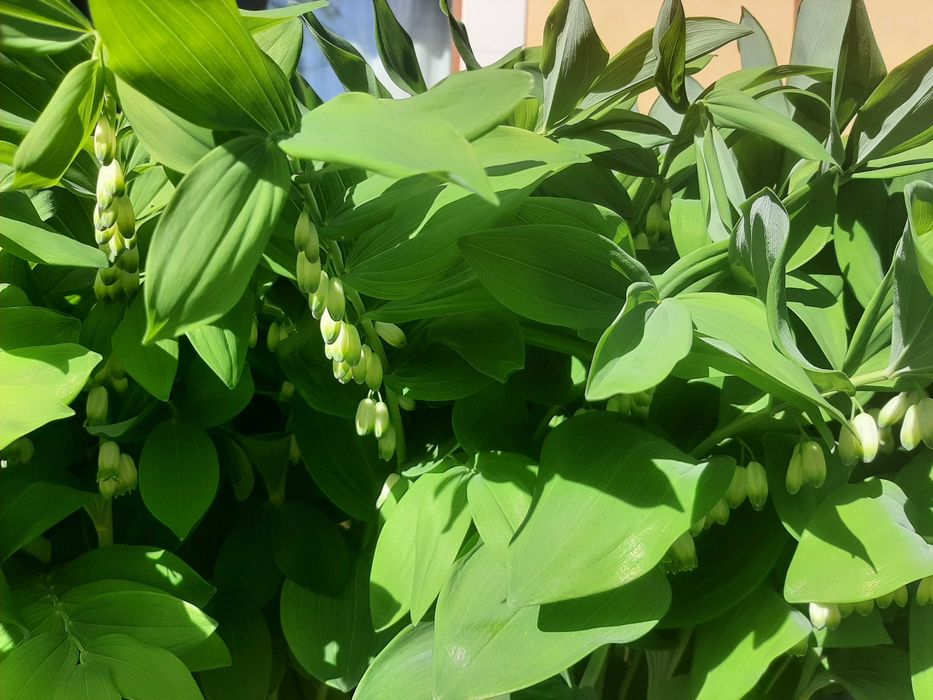 Купена для клумб, сада многолетник