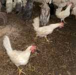 Koguty leghorn 6 szt