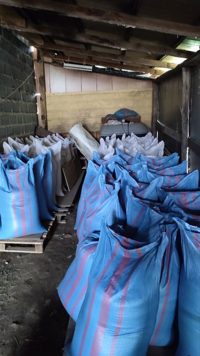 Owies tegoroczny 2025