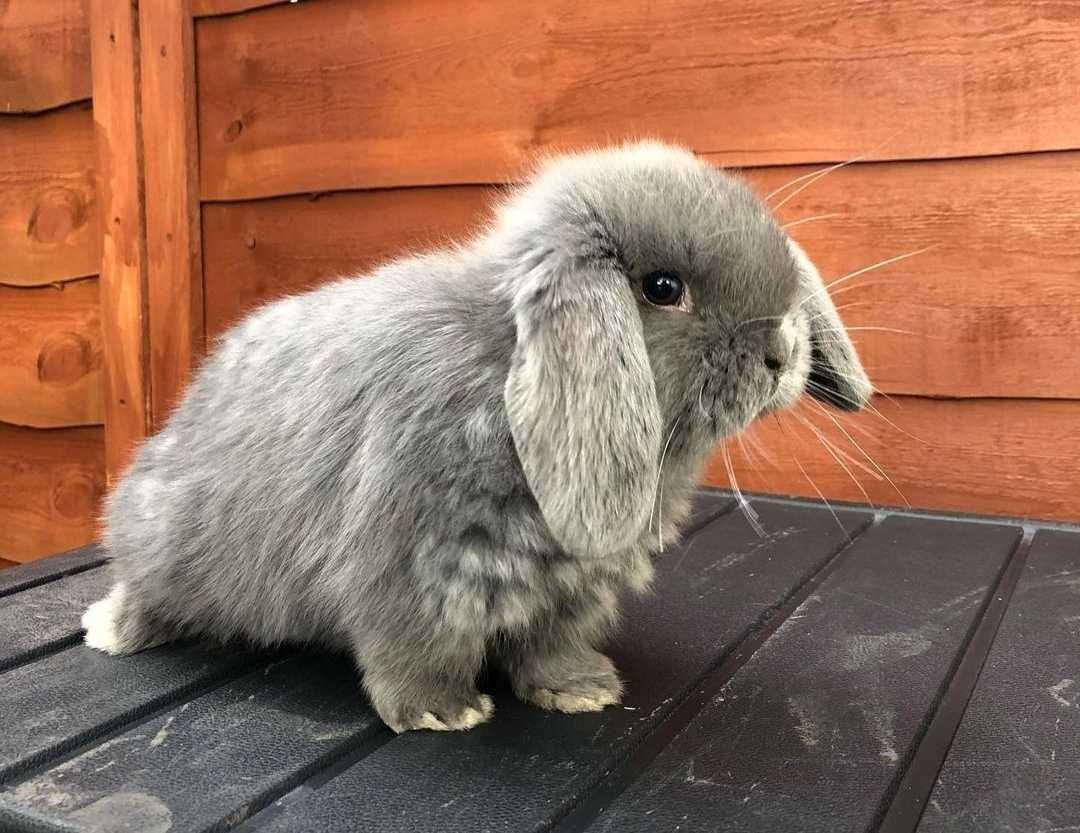 KIT Coelhos anões orelhudos, mini lop adoráveis e super dóceis