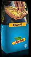 Kukurydza DKC3079  FAO 220-230 DEKALB MONSANTO IGP nasiona kukurydzy