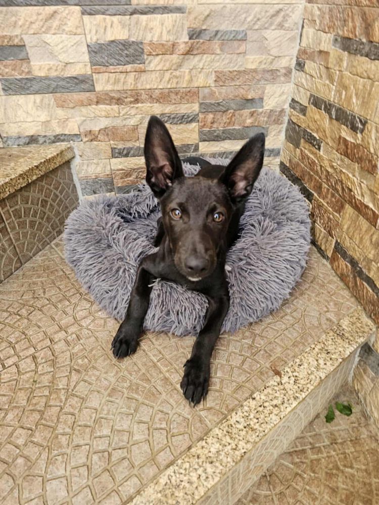 Ozzy - 5 meses, porte pequeno (5kg)