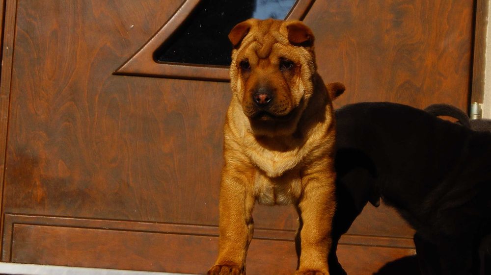 Eva ruda sunia Shar Pei z rodowodem rodzice FCI - importowani