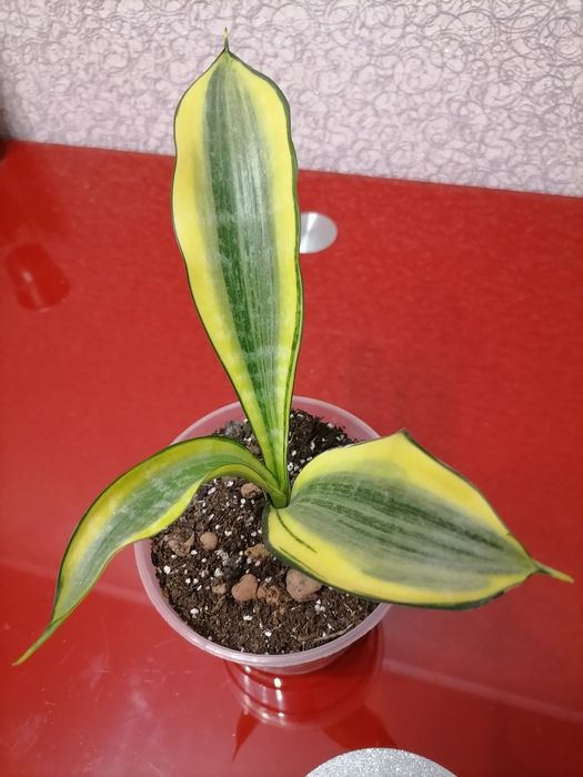 Сансевієрія Голден Баннер