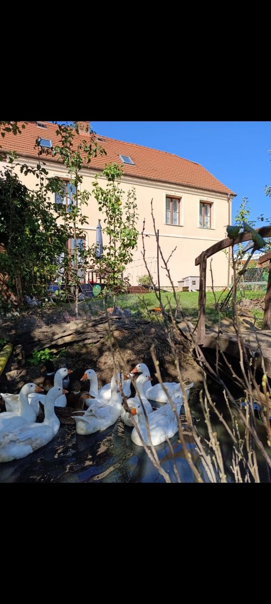 Dom , stara karczma Skibice