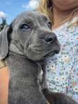 Niebieski Szczeniak Cane Corso szczeniaczek mocni rodzice z rodowodem