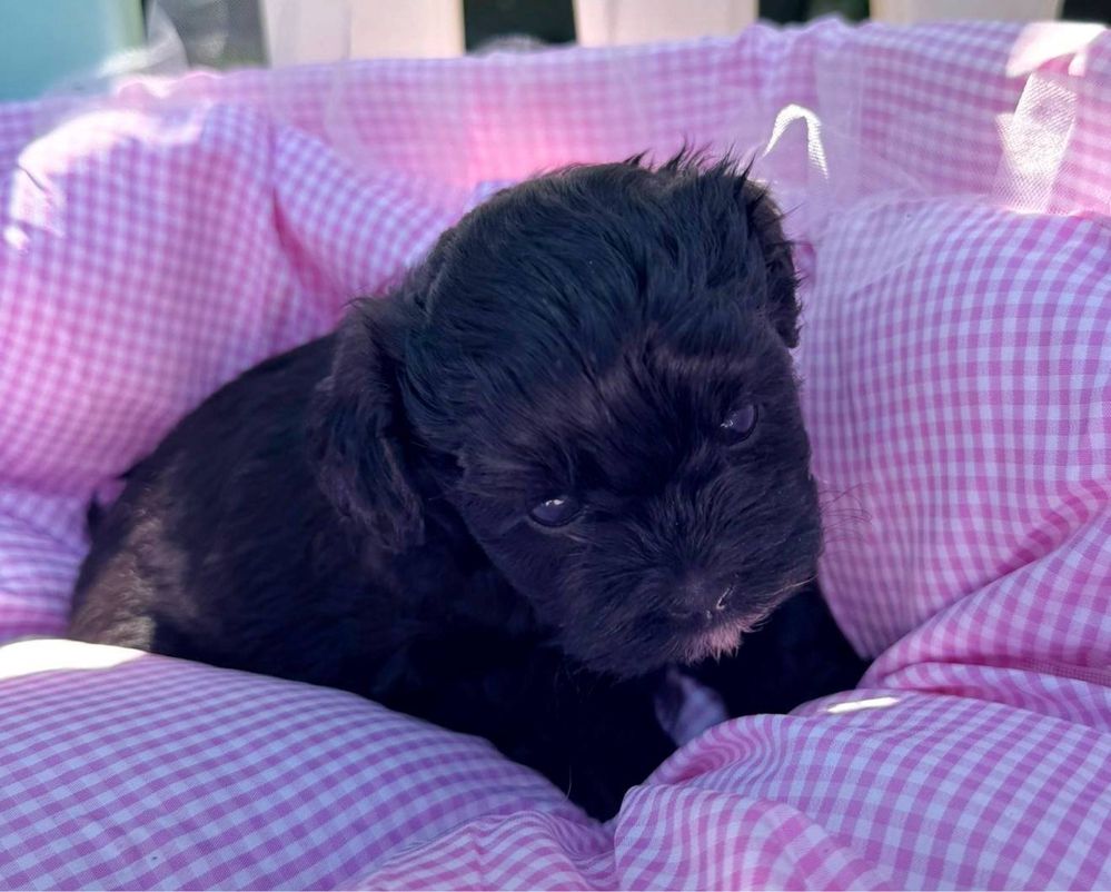 Shihpoo Pudel Maltipoo