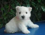 Suczka West Highland White Terrier