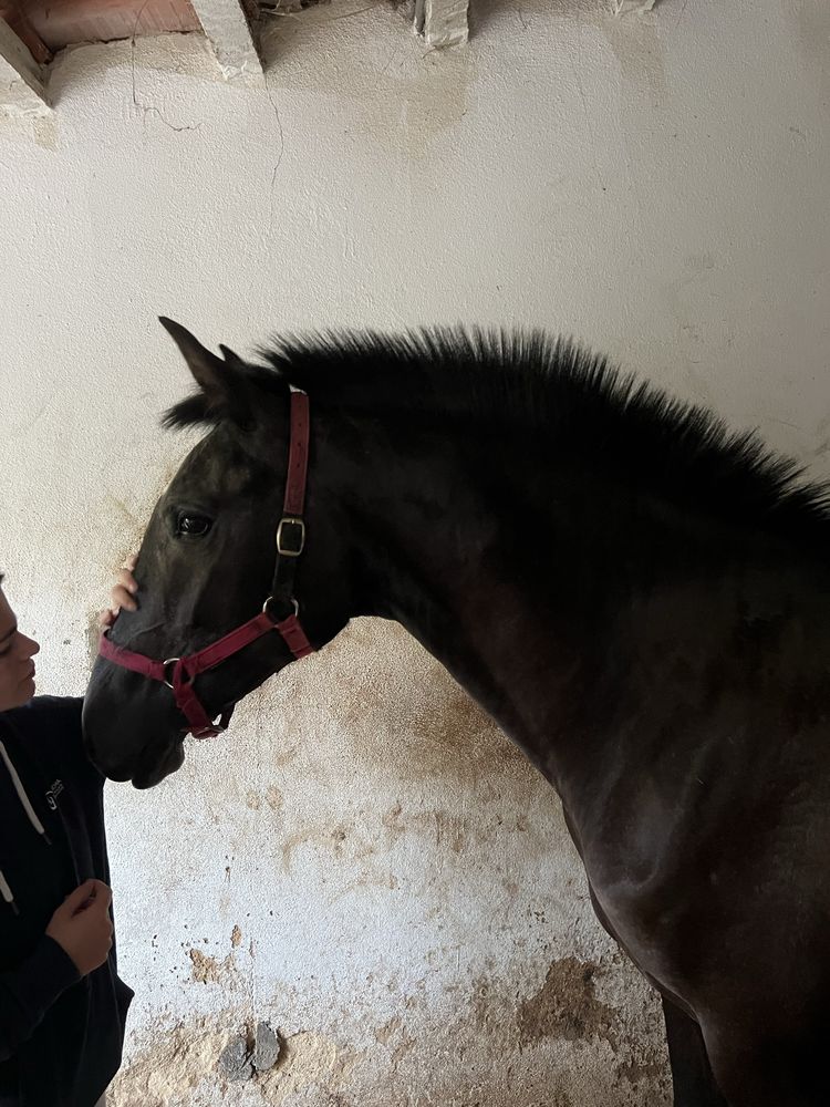 Vende-se expecional Poldra PSL