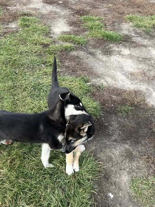 Віддам щенят в добрі руки