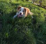 Border Collie ee red