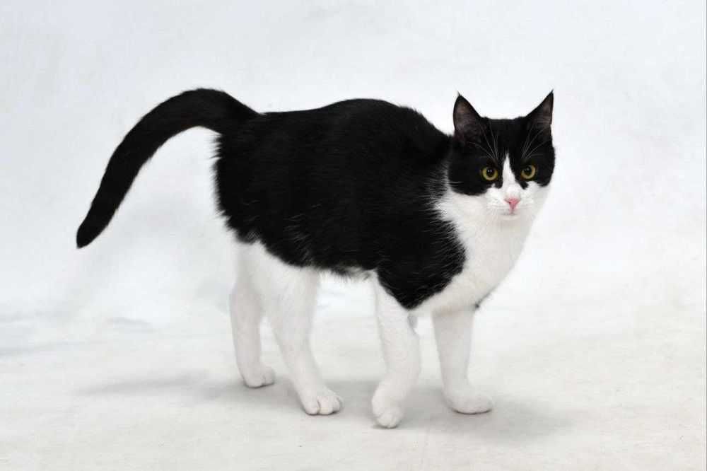 Кошеня хлопчик, безкоштовно