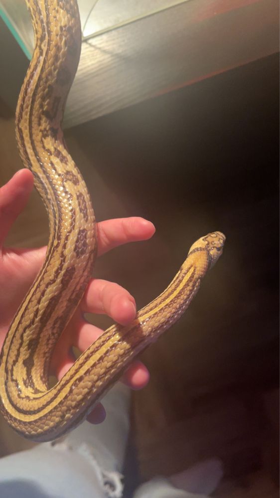 Wąż zbożowy hybryda 170cm