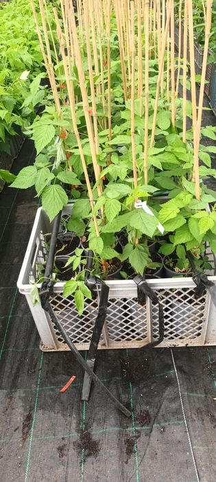 Framboesa e Maracujá