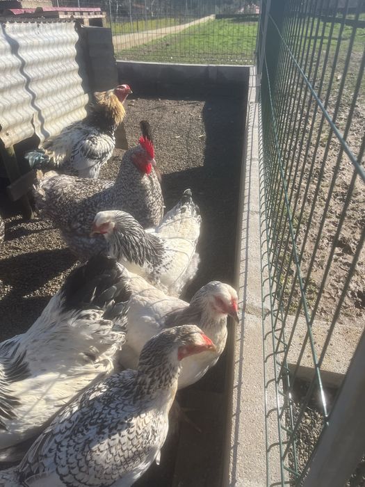 Brahma ligth de ovos importadoa