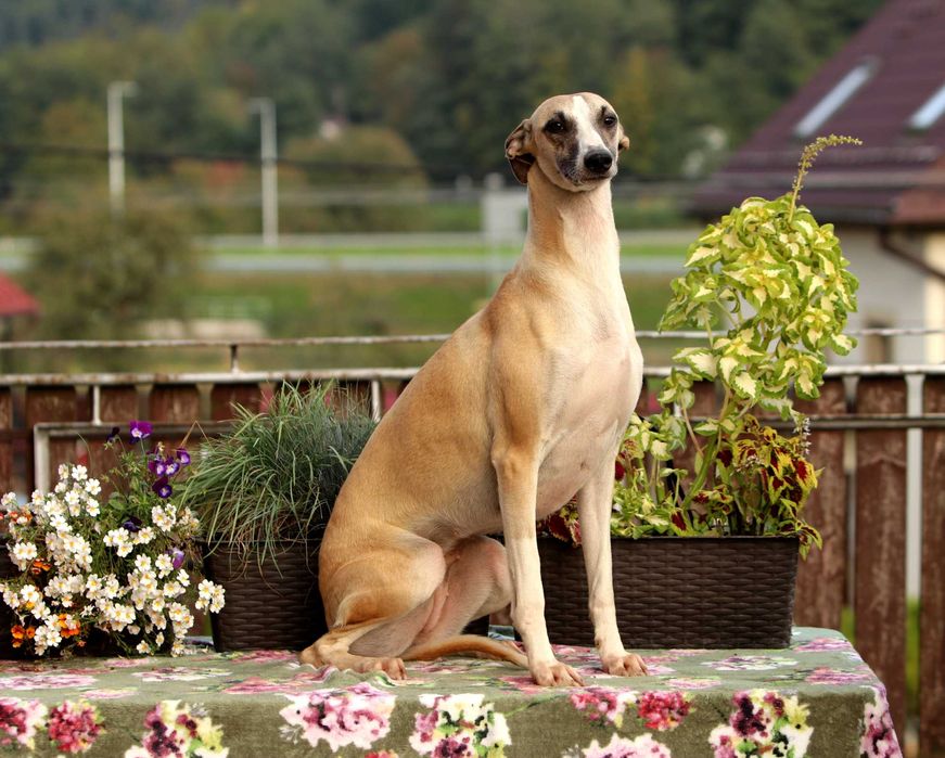 Whippet Chart Angielski, ZKwP/FCI, cudna sunia SATI