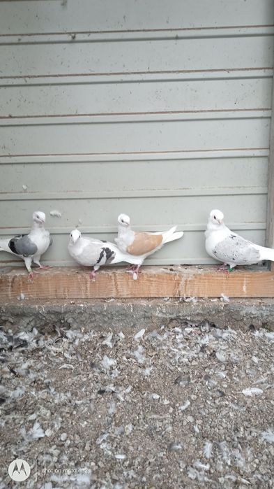 Gołębie ozdobne, mewki