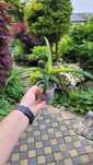 Sansevieria star canary