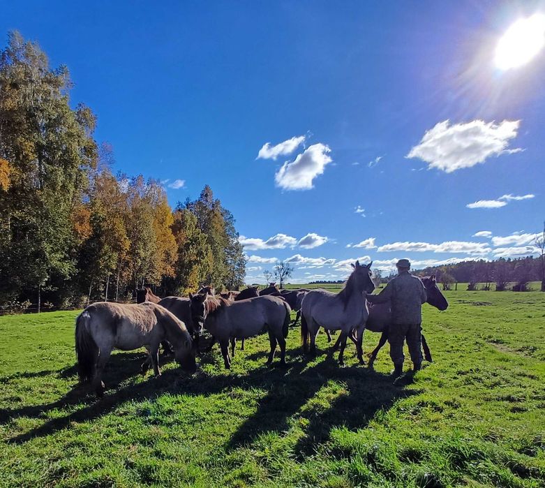 Sprzedam klacze konika polskiego