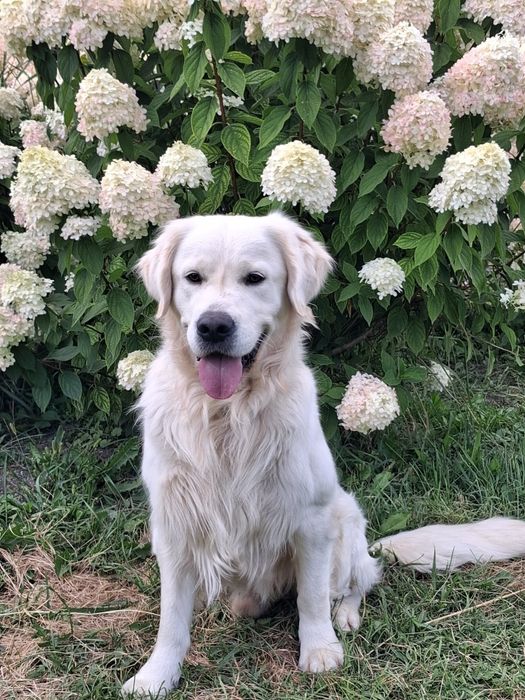 Золотистий ретрівер з документами