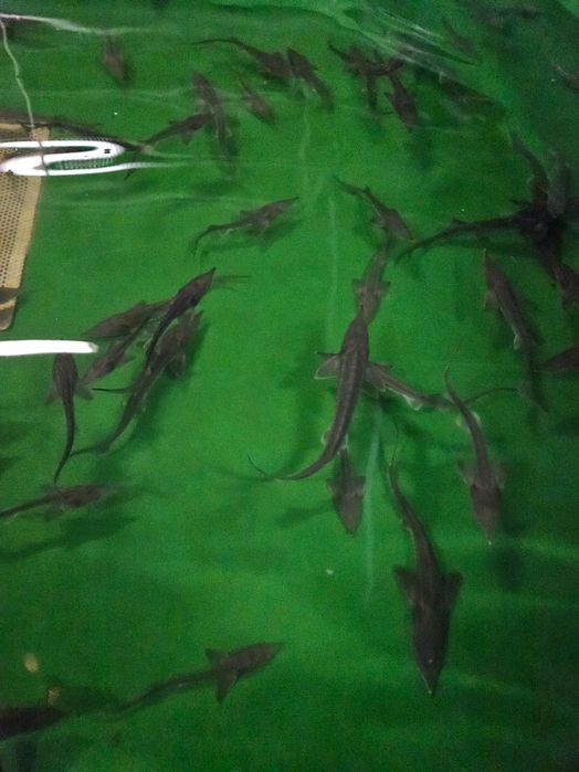 Karp Amur Tołpyga Lin Karaś Jesiotr Węgorz Sum Jaź Koi Dowóz Wysyłka