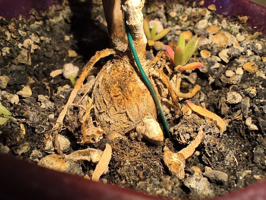 Бонсай. Местоклема. Доросла рослина.