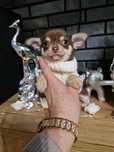 Chihuahua szczeniaczki czekoladowe i Lila  z legowiskiem I wyprawką