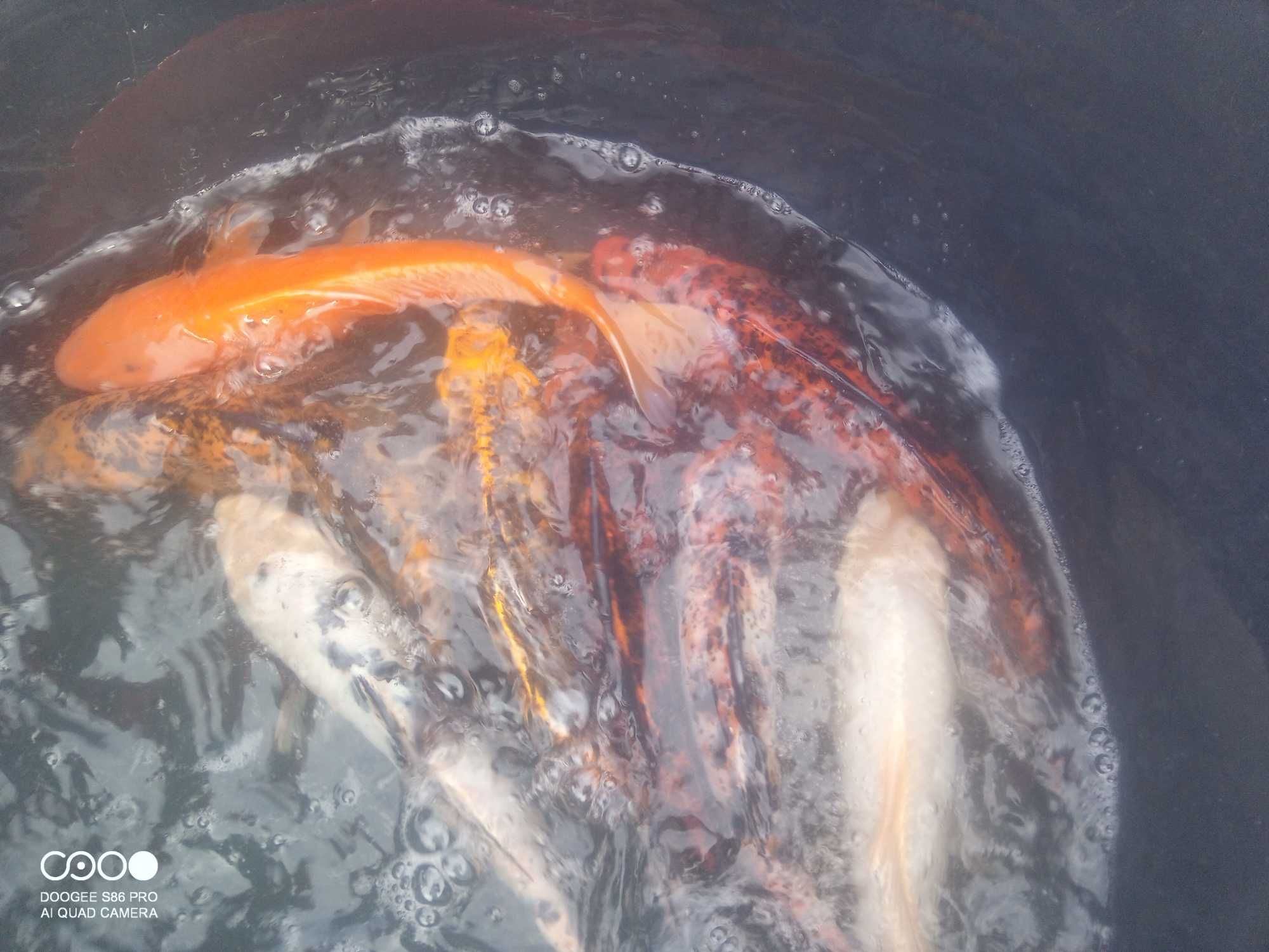 Karp koi około 35cm