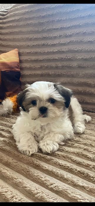 Продам щенка Шит Тцу