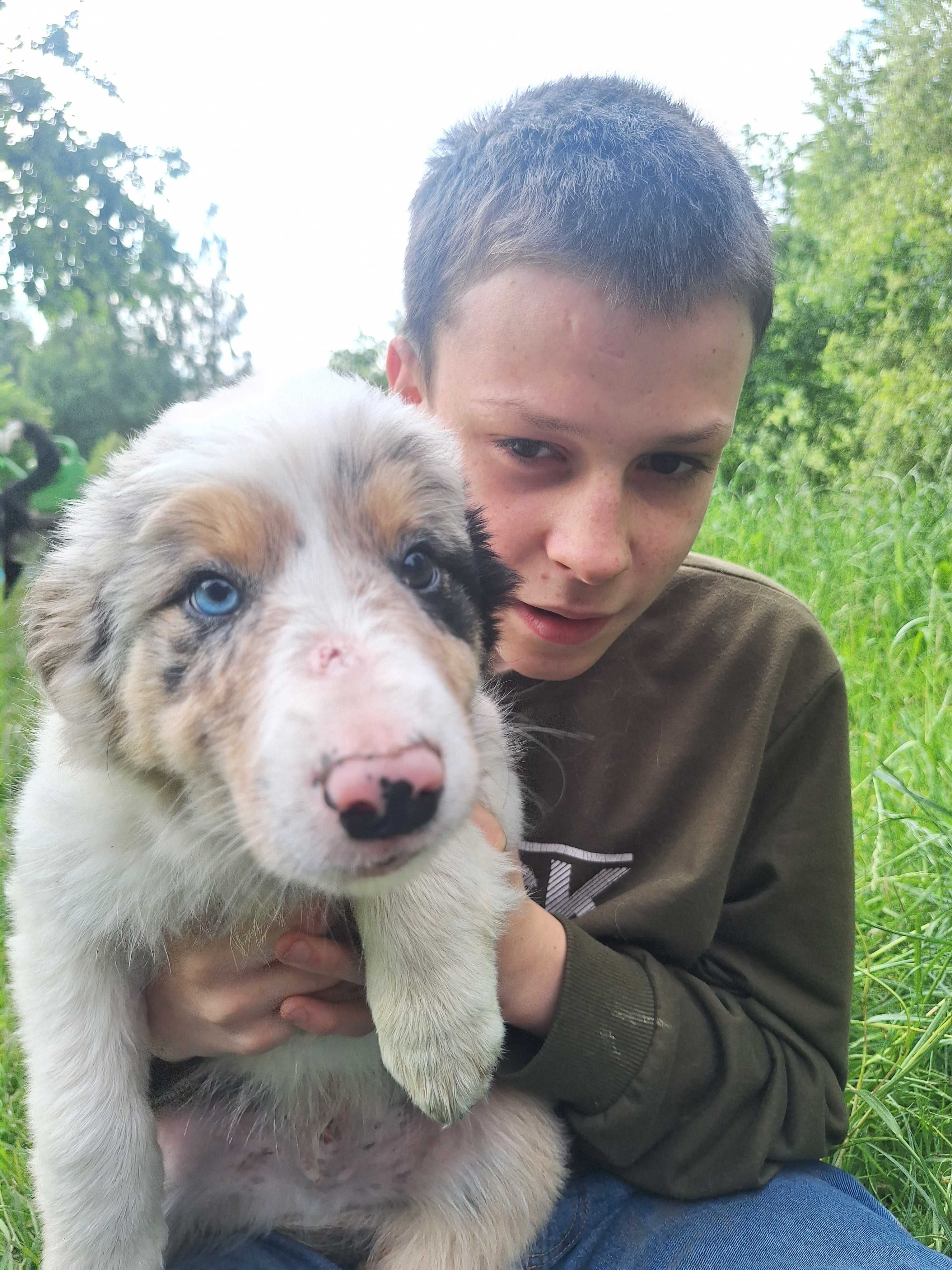Border collie blue merle róznooki piesek Rabel