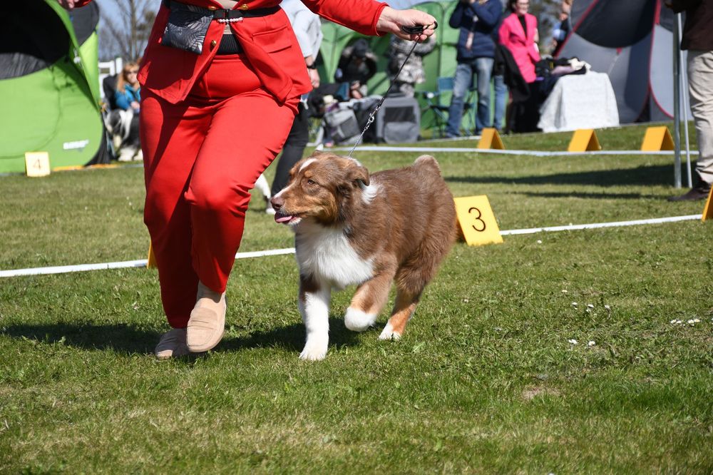 Owczarek australijski