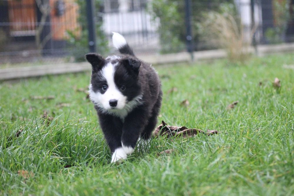 Border collie ZKwP FCI show