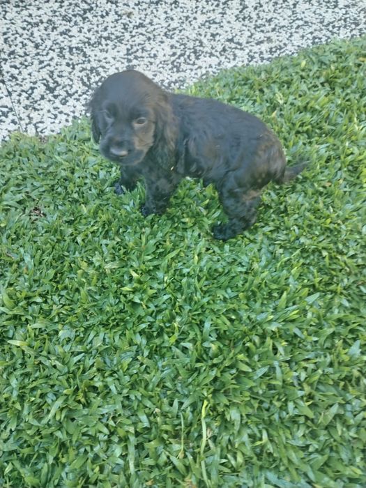 Cocker spaniel disponível