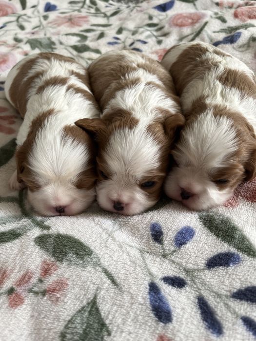 Cavalier King Charles Spaniel suczka