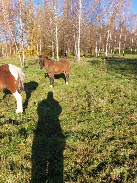 Ogierek odsadek urodzony 26.04.2025