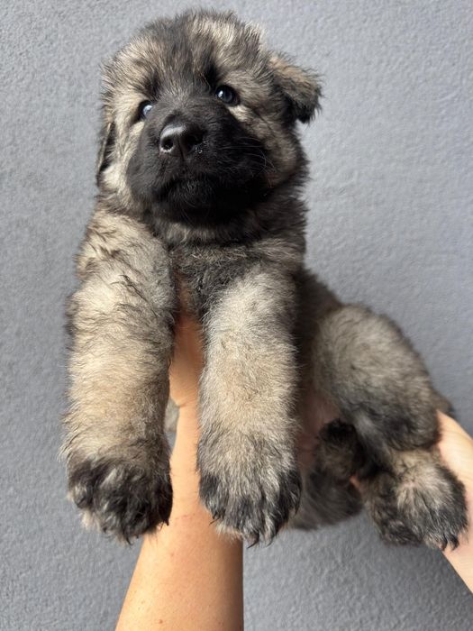 Owczarek staroniemiecki