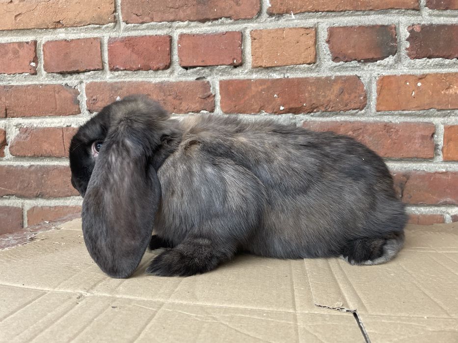 Baran Francuski Madagaskar