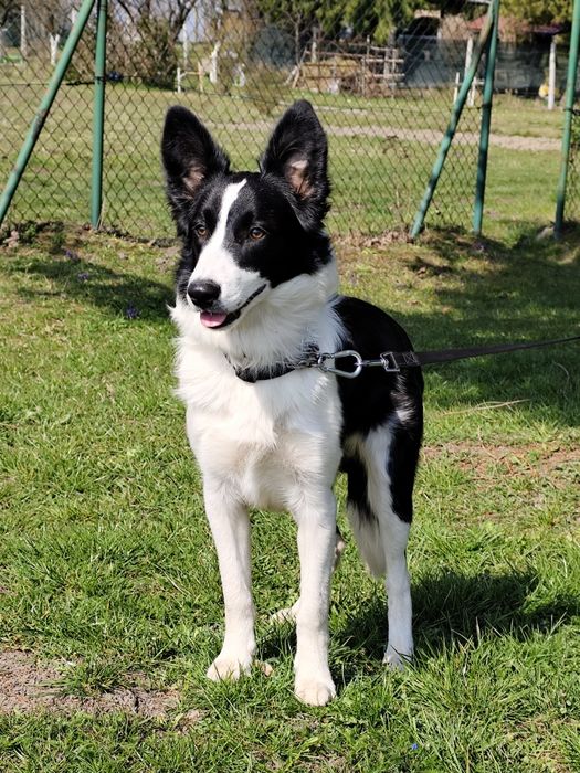 Oddam szczeniaki w dobre ręce – mix Border Collie i Labradora