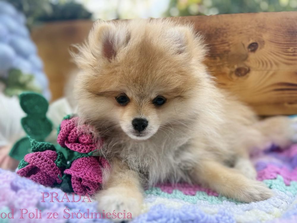 Pomeranian Szpic Miniatura Miniaturowy