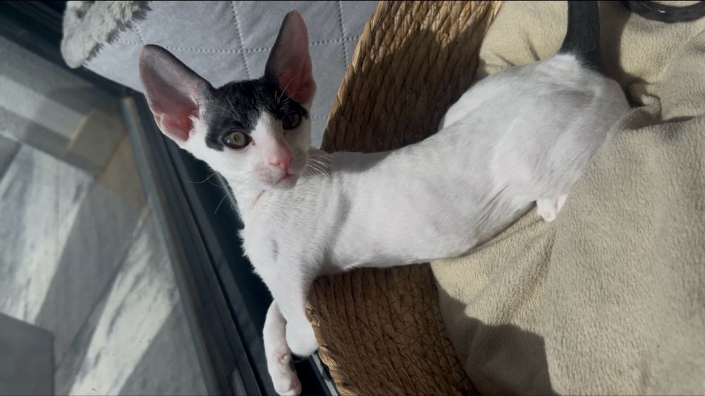 Cornish rex kocurek piekny wyjatek oczy- Kiwi gotowy  do odbioru