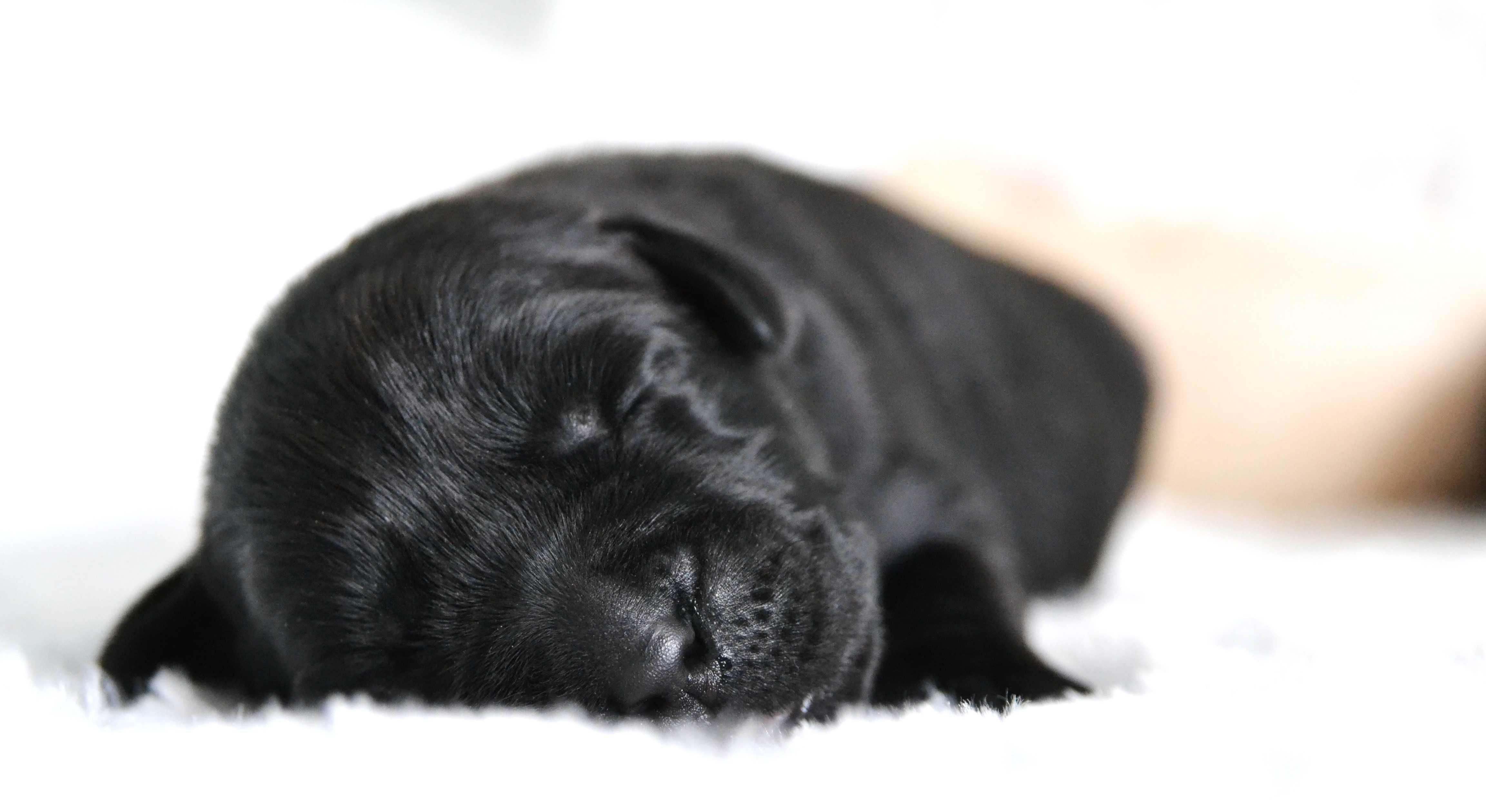 Cudowny szczeniak Labrador Retriever
