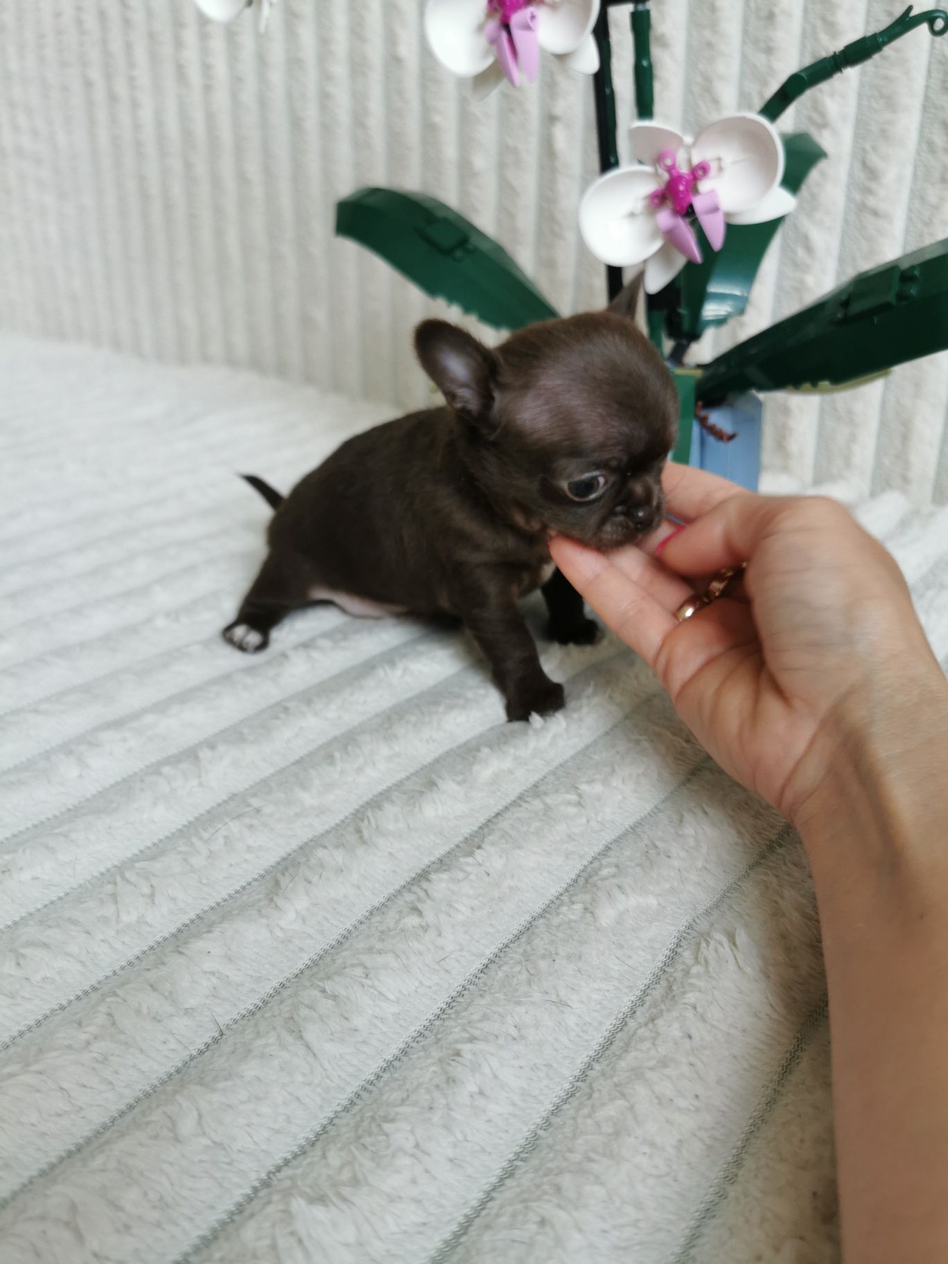 Dziewczynka czekoladowa chihuahua CUDO